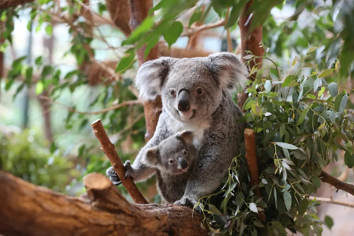 Une mère koala et son bébé s'accrochent aux branches d'un arbre, entourés de feuillage vert.