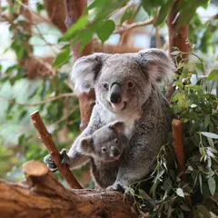 ZooParc de Beauval: Billet d'entrée