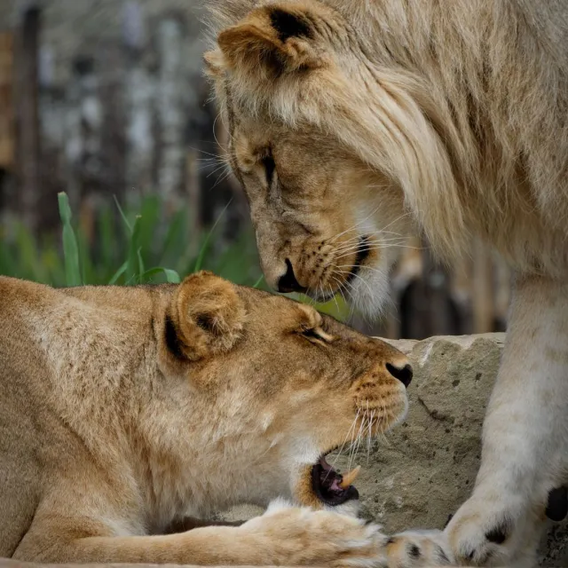 Un couple de lions au ZooParc de Beauval