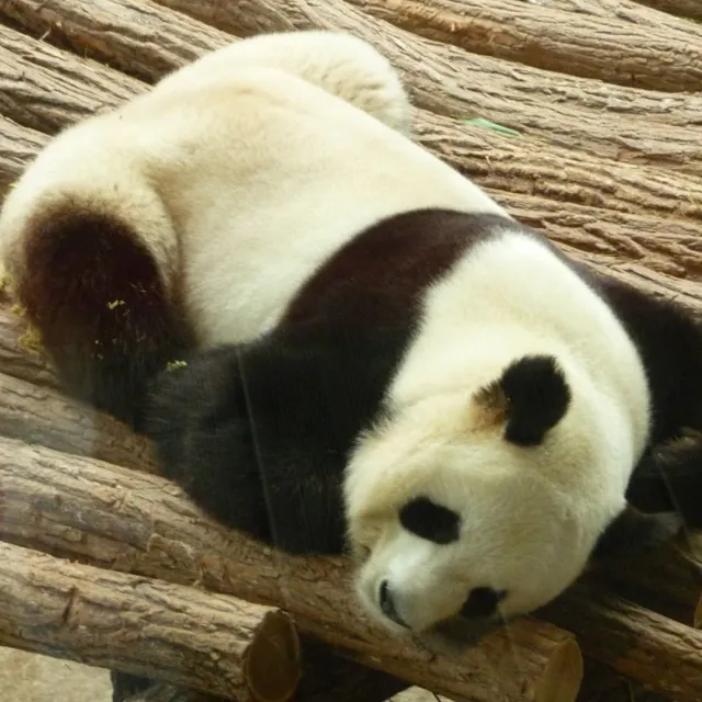 Coucou le panda