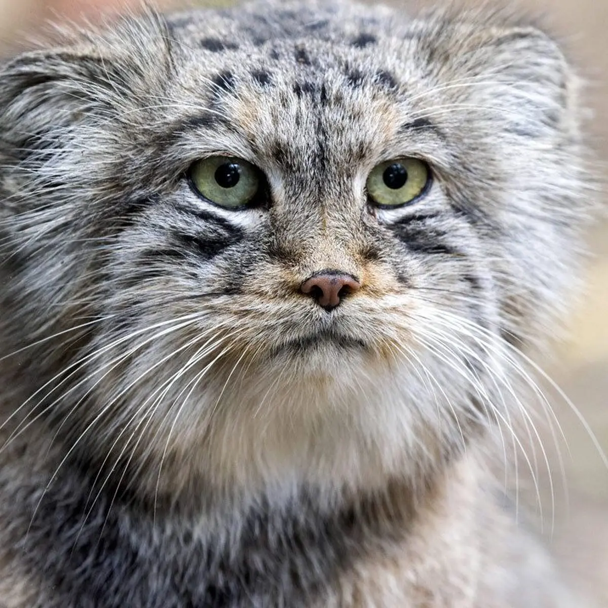 ZooParc de Trégomeur