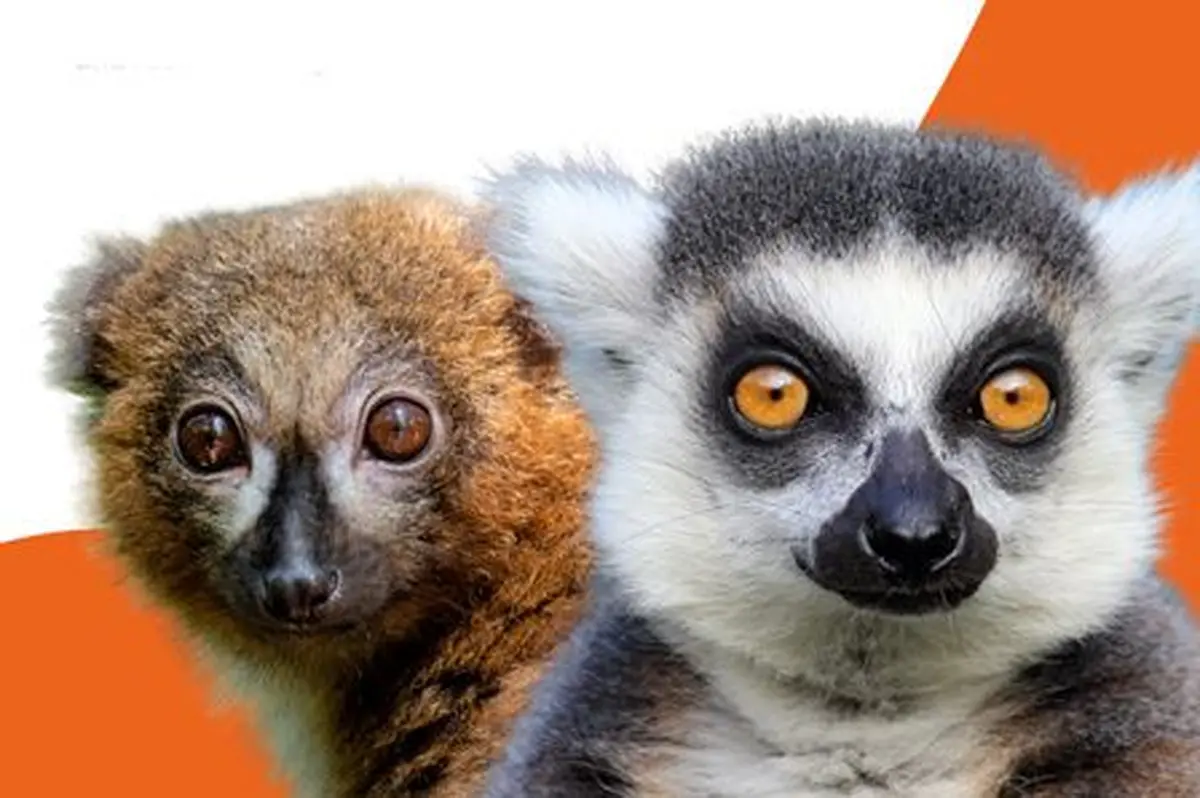 ZooParc de Trégomeur