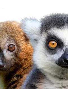 ZooParc de Trégomeur