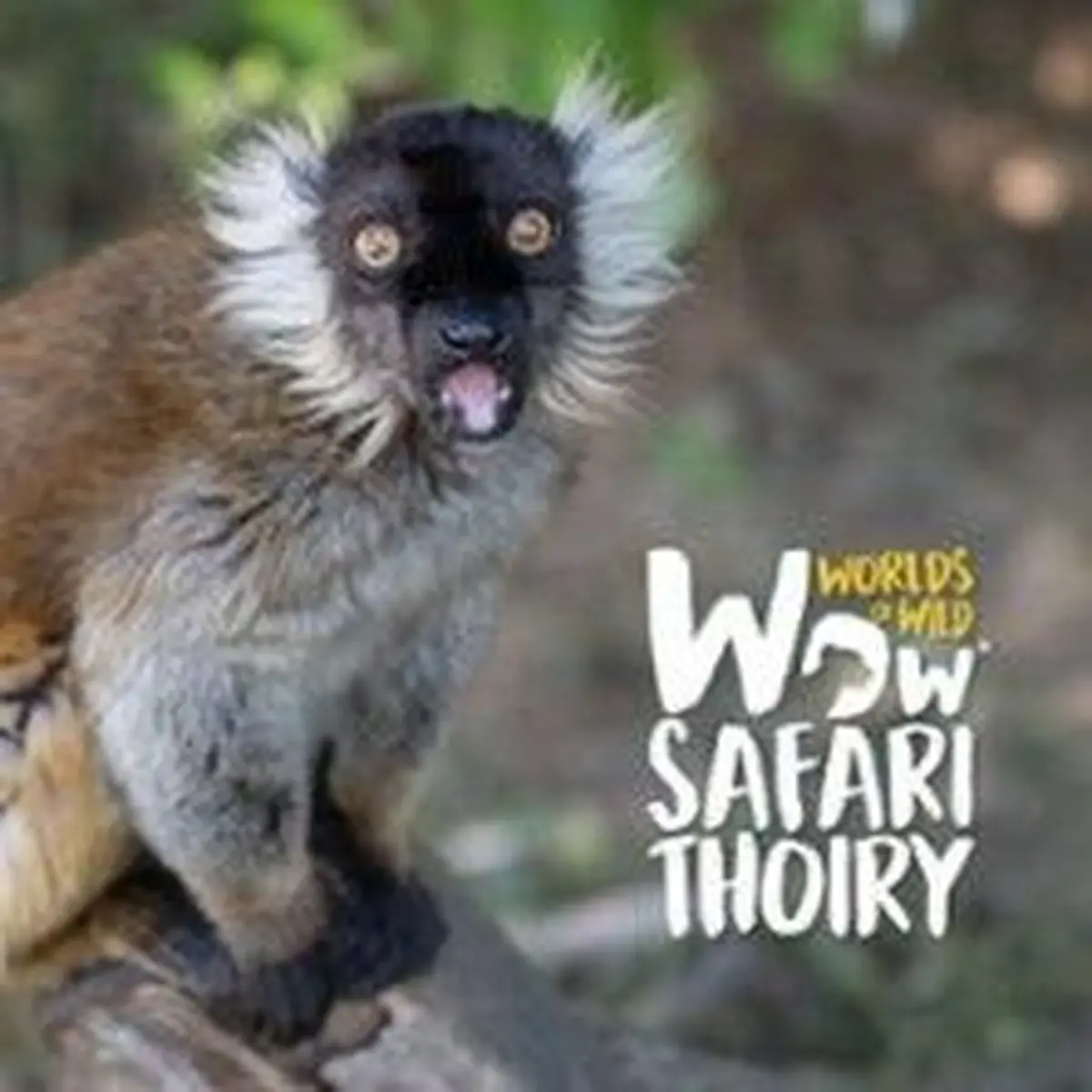 Wow Safari de Thoiry