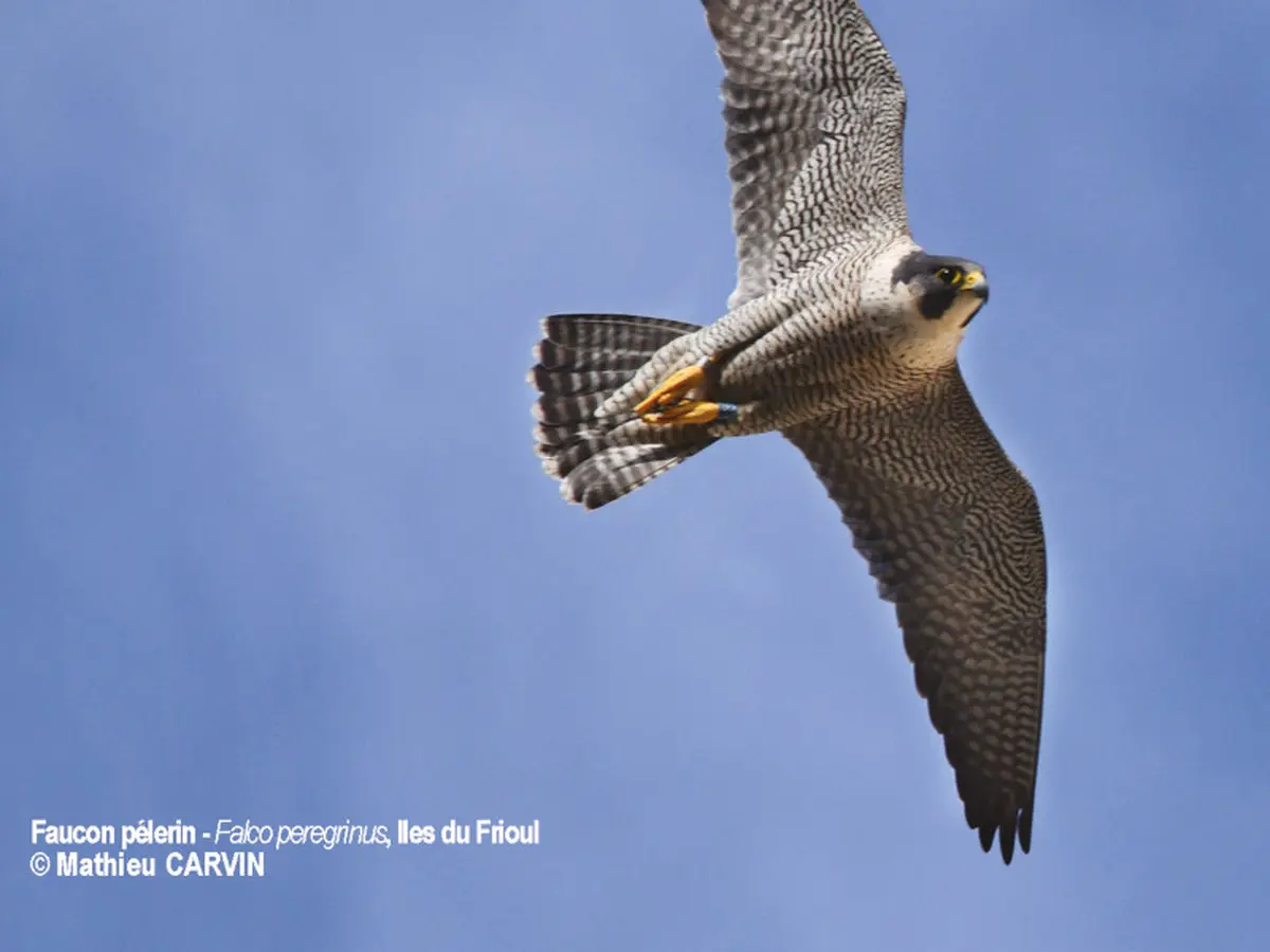 Zozios et autres piafs marseillais