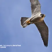 Zozios et autres piafs marseillais